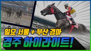 [일요 경마] 2025년 9월 21일 일요 경주 하이라이트 #경마 #한국마사회 #하이라이트