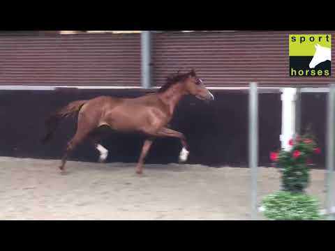 KWPN | Van Vivaldi | Ampere