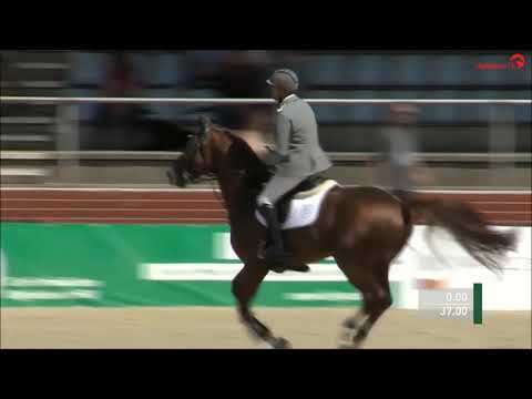 Light my Fire Hannoveraner Springpferdechampionat 2018