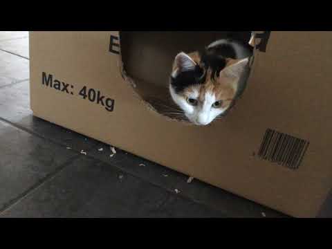 Cat Eating cardboard