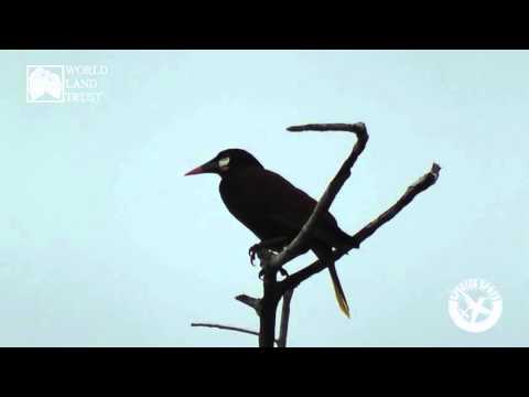 Species Spot - Montezuma Oropendola