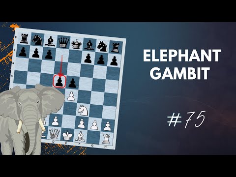 Elephant Gambit | The Refutation - Daily Lesson with a Grandmaster #75