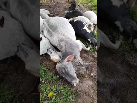 raio mata 14 vacas em Joaíma Minas gerais
