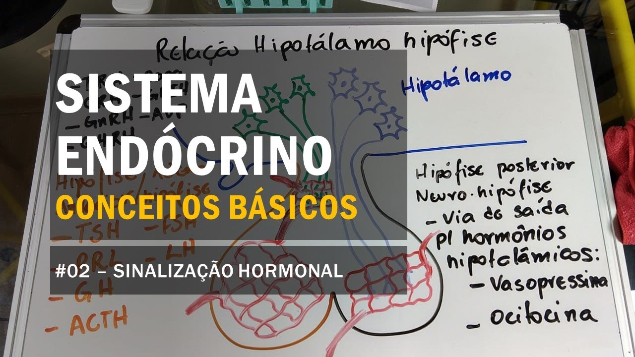 Introdução - #02 Sinalização Hormonal - Sistema Endócrino