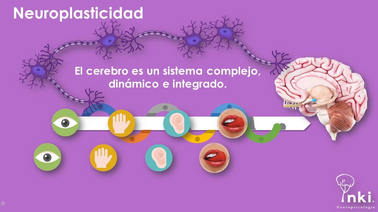 Bases fisiológicas del aprendizaje/Neuropsicología