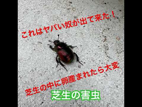 グラブトラップ: 菜園や芝生の害虫を駆除するための簡単なヒント  庭園