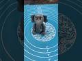 How To Make A Fondant Elephant Fondant Fondantcakerecipe Caketopper Elephant Elephantvideo