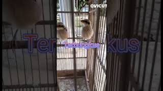 Download lagu cendet asli Situbondo calon Roll tembak - power tembus mp3