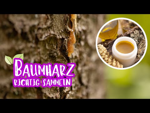 Baumharz richtig sammeln und verwenden | Pechsalbe