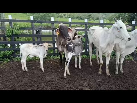 Vende-se Gado, da Fazenda Asa Branca, Passira Pernambuco 
