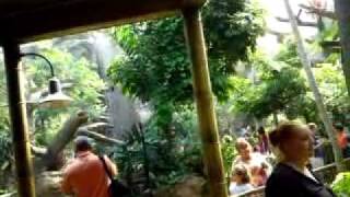 The Rain Forest at the Buffalo Zoo.