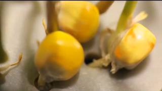 сюжет дня ГМО