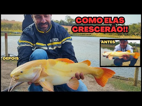 Pescaria de Ultralight no Pesqueiro Canaã Monte Mor/SP Como cresceram as PIRARARAS LEUCÍSTICA!