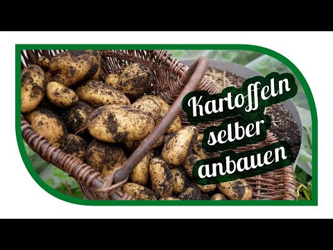 , title : 'Eigene Kartoffeln anbauen | Sorten im Vergleich | auch ohne Garten möglich in der Tonne oder Kübel'