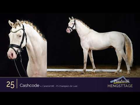 Ponyforum Hengsttage Nr. 25 CASHCODE * 2017 v. Caramel WE