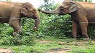 preview picture of video 'wild elephant fighting'