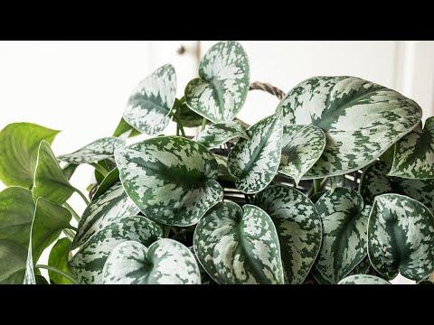 Så tar du sticklingar från klätterväxter