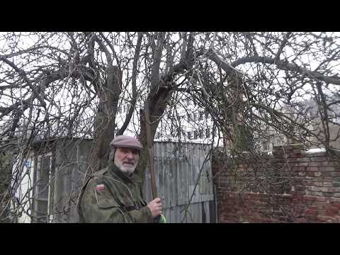 Jak przyciąć dużą gruszę? #zielonepogotowie