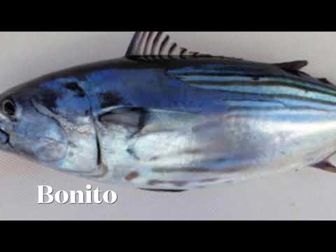 Atún bonito y barrilete