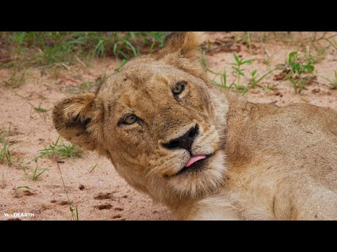 Feline Friday delivers - SafariLIVE Sunrise - 23 January 2026