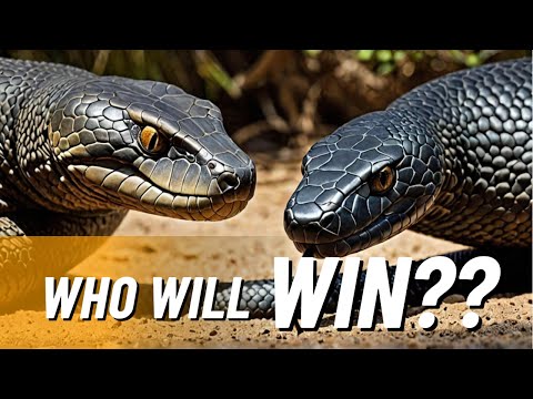 Black Mamba vs. Inland Taipan - Clash of Venomous Legends!!!