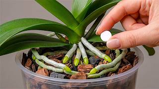 Place under orchid! Suddenly 100 roots will appear and bloom all 4 seasons