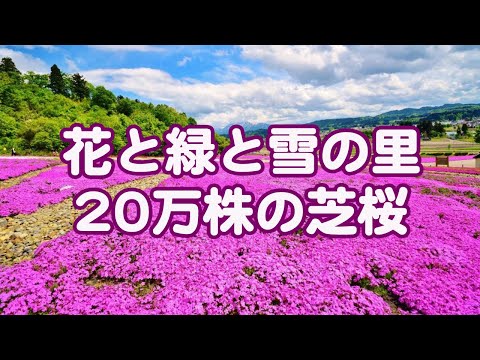 【新潟旅行】魚沼芝桜/シバザクラ/魚沼市/新潟観光