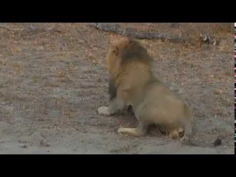 Safari Live Videos-Sunrise Drive-July 10- Birmingham Boy Moving off Into The Block