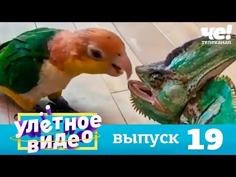 Улетное видео | Выпуск 19