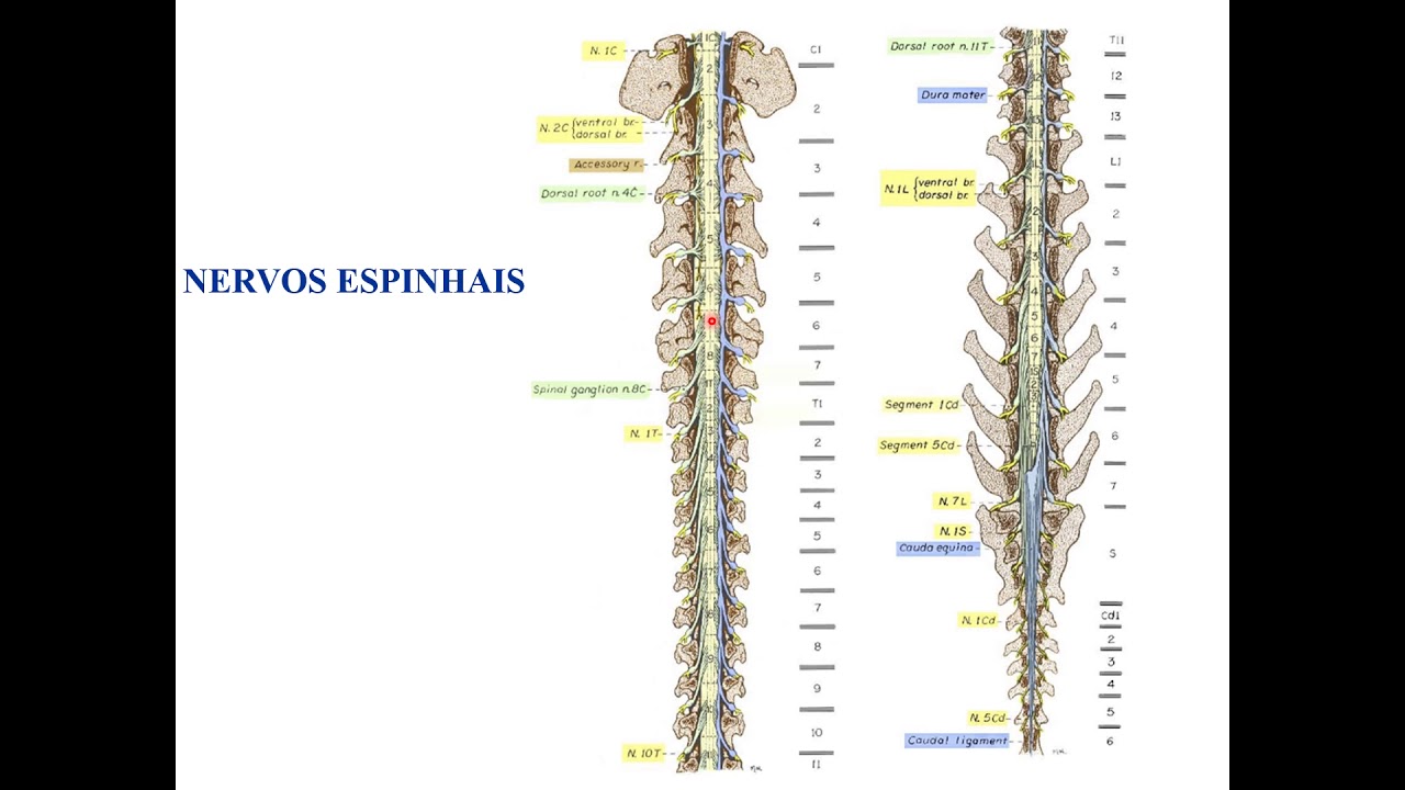 [Fisiologia Veterinária I] Introdução ao sistema nervoso - 5. Nervos espinhais