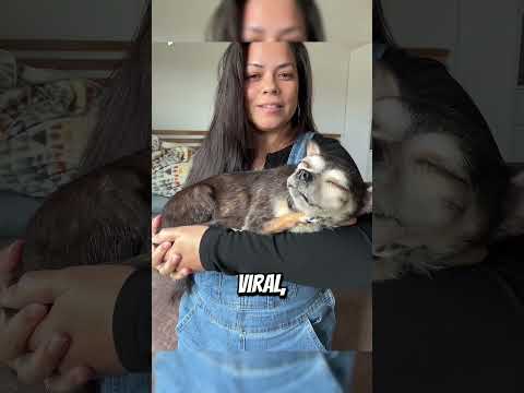 Internet quedó impactado al descubrir la verdad sobre esta perrita 😮