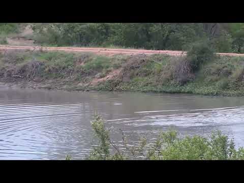 Djuma: Hippo arriving and splashes into the water - 17:50 - 10/25/2023