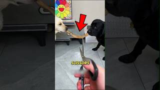 Download lagu This Owner Did Something Unfair to the Black Dog! ✂️😢 #shorts mp3
