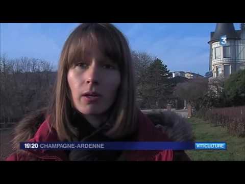 Visit - Bezoek - Visitez - Visite Champagne F  Bergeronneau Marion