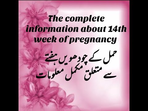 Pregnancy at 14th week || the complete mother's guide about 14th week of pregnancy||