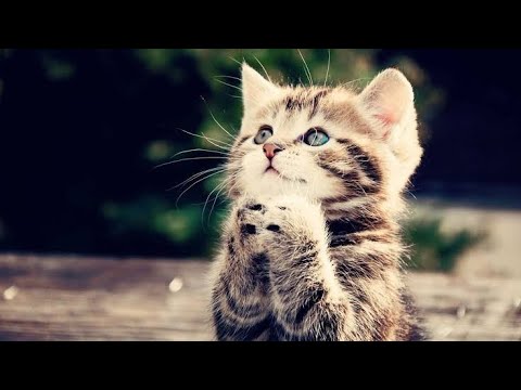 Dogs And 😹 Cats In Funny Situations - Funniest animals video-   // funny animals of the 2021video