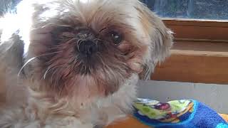 My Bloody Valentine - Cigarette in Your Bed