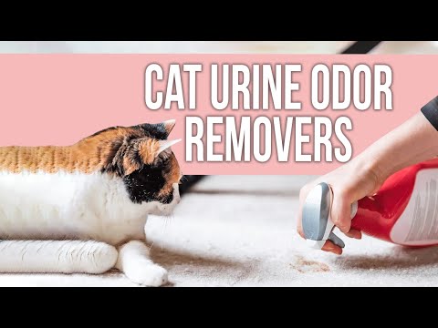 5 Best Cat Urine Odor Removers