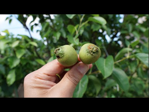 2024 Asian Pears Series Ep. 03 - Pear Diseases
