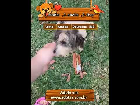 Vídeo de 1.mabel,2.sheila,3.thor
