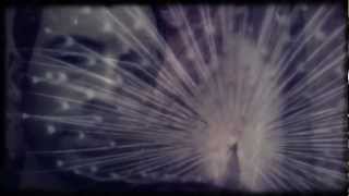 "The Saddest Song" by Adrian Crowley