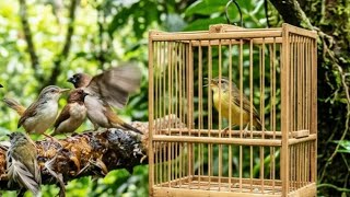 Download lagu SUARA PIKAT SEMUA JENIS BURUNG KECIL PALING AMPUH  #suarapikat mp3