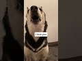 My husky says I LOVE YOU