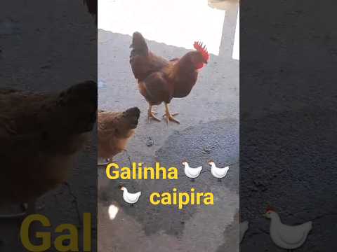 #shorts #animais as galinhas caipira do sítio rancho velho município de valente Bahia.