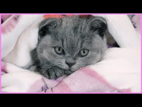 ✅ First Bath for Baby Kitten! How to Wash a Kitten Without Making it too Scared! British Shorthair