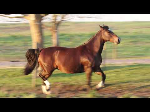 Lote 30   IMPERATRIZ DA VENDRAMIN