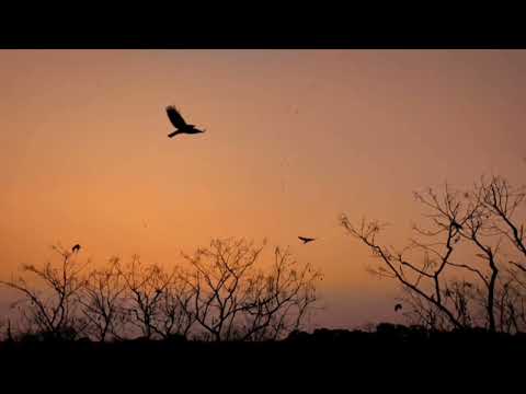 Assamese song // Phul phulibor botore ahil// Dulu Adhikary