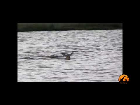 Wild Dogs And Croc Want One Impala  Latest Sightings !UTubeAnimalTv!