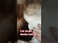 CARA NGECEK BIRAHI BETINA DOMBA GARUT Dombagarutbetina Fyp
