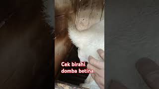 Download lagu CARA NGECEK BIRAHI BETINA DOMBA GARUT #dombagarutbetina #fyp mp3 Download lagu CARA NGECEK BIRAHI BETINA DOMBA GARUT #dombagarutbetina #fyp mp3